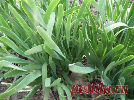 Лук — Слизун: выращивание и правильный уход | Гармония в саду...