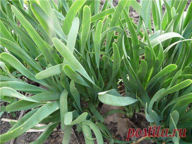 Лук — Слизун: выращивание и правильный уход | Гармония в саду...