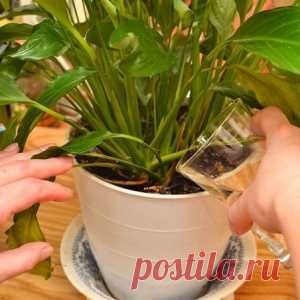 Удобрение из банановой кожуры - МирТесен