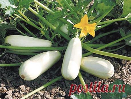 Вкусное лекарство с огорода