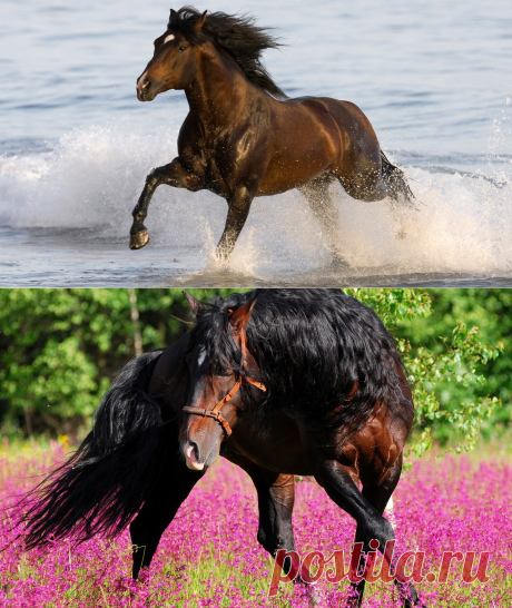 Кони, кони — вы сказка и песня...♥♥♥