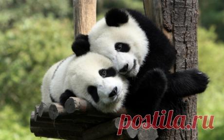 Маленькие. Миленькие. Панды!