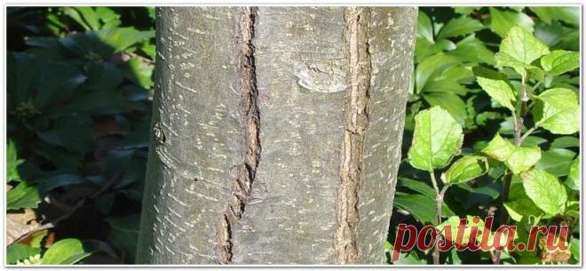 Когда кора на деревьях трескается | Садовая коллекция Натальи | Яндекс Дзен