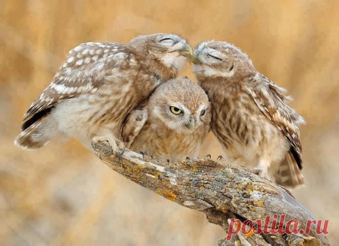 Совы - восхитительные птицы. Потрясающие охотники и красивые фотомодели.