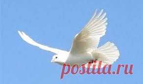 Красивый,белый голубь!