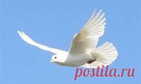 Красивый,белый голубь!