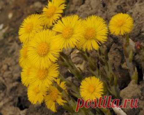 Мать-и-мачеха