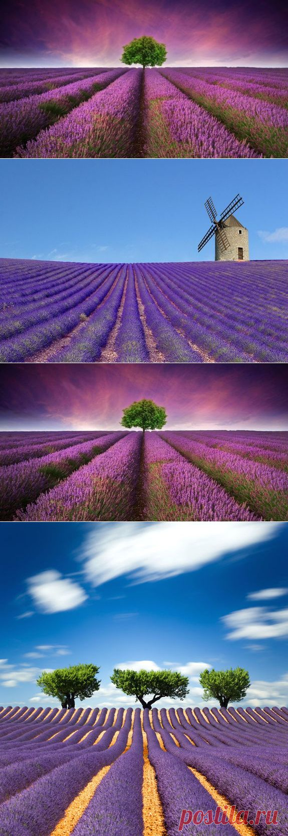 17 фотографий лавандовых полей, на которые можно смотреть бесконечно