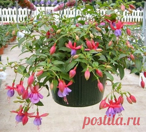 ВЫРАЩИВАНИЕ ФУКСИИ