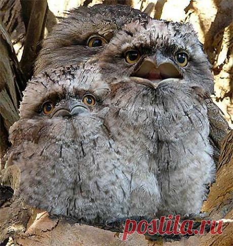 из FactZoo.com.  
Tawny Frogmouth - No, Its Not an Owl or a Puppet.  Tawny Frogmouth Owls.  |  Pinterest: инструмент для поиска и хранения интересных идей