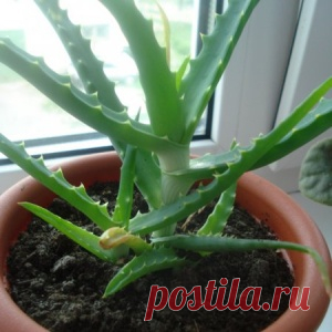 Алоэ Aloe - виды, уход, размножение, проблемы...