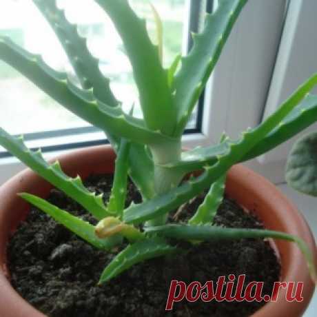Алоэ Aloe - виды, уход, размножение, проблемы...