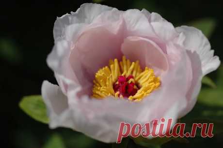 Peony photo by Aubryknight