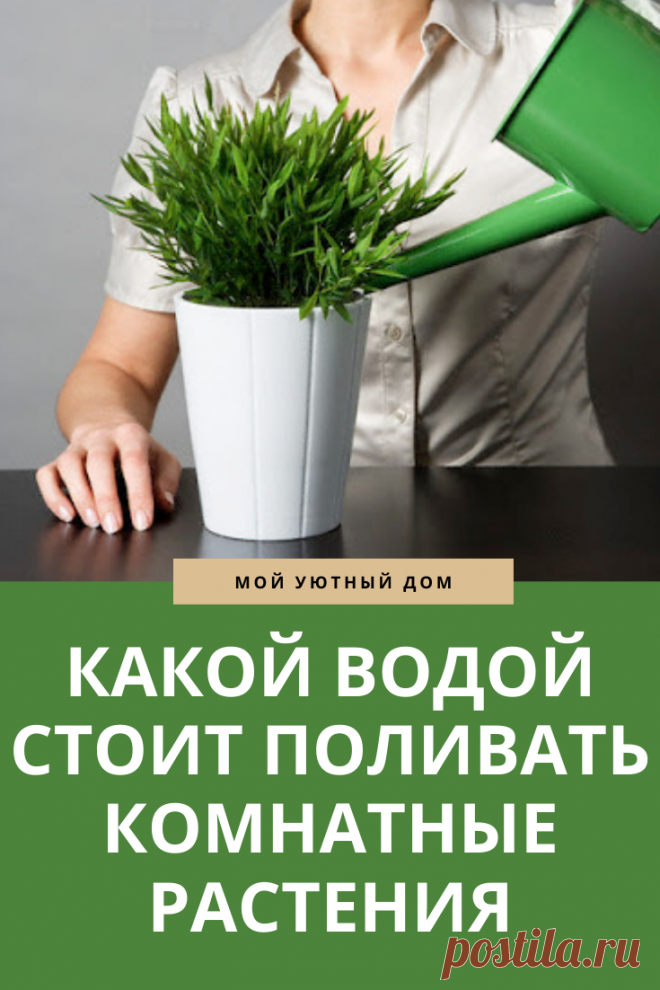 Какой водой стоит поливать комнатные растения