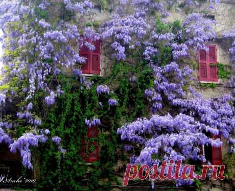 Вистерия (глициния)