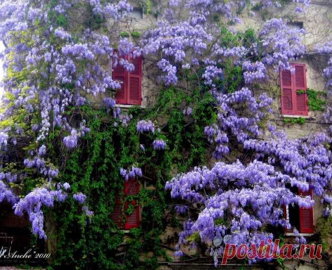 Вистерия (глициния)