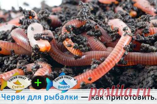 Черви для рыбалки — как приготовить вкусность для рыбы