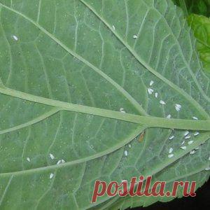 Белые мошки в цветочных горшках