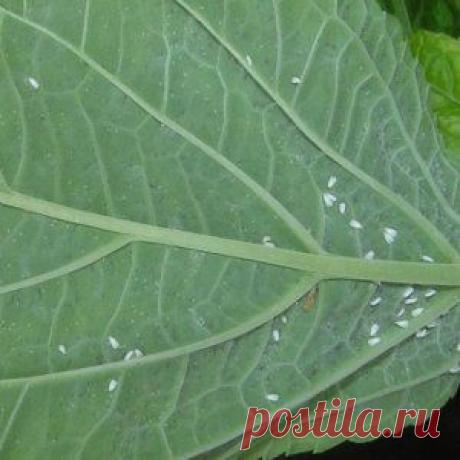 Белые мошки в цветочных горшках