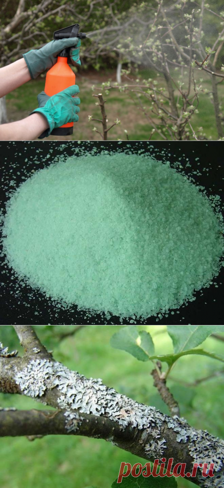 Железный купорос – что это и для чего применяется в саду?