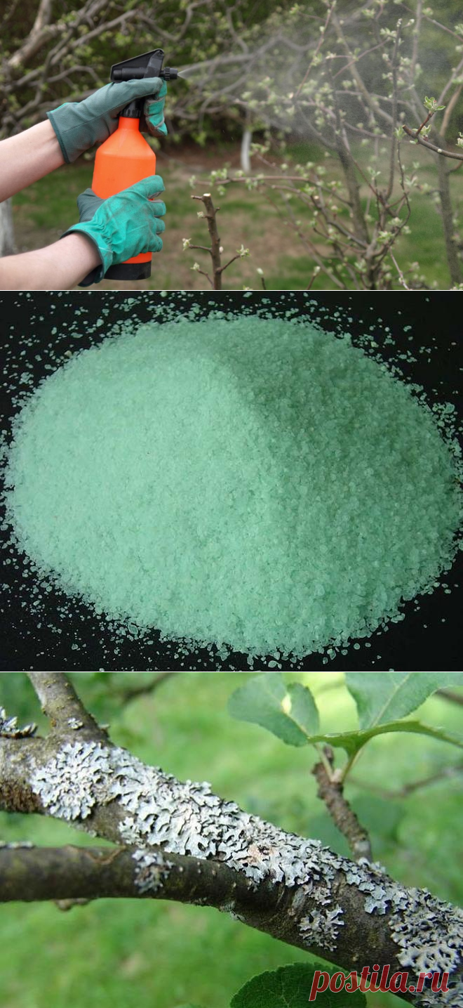 Железный купорос – что это и для чего применяется в саду?