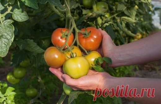 Урожайные томаты: 12 хитростей опытного огородника
