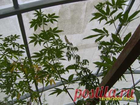 ВИТЕКС СВЯЩЕННЫЙ-Плоды употребляют при хронических заболеваниях печени,селезенки,гинекологических заболеваниях.Противоопухолевым обладает масло из плодов витекса.Настойка из плодов витекса успокаивает нервную систему, применяется при шизофрении и других нервных заболеваниях, головной боли, шуме в голове,болях в сердце, лечении эндокриннойсистемы,лечит бесплодие. kippiep@mail.ru