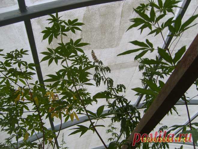 ВИТЕКС СВЯЩЕННЫЙ-Плоды употребляют при хронических заболеваниях печени,селезенки,гинекологических заболеваниях.Противоопухолевым обладает масло из плодов витекса.Настойка из плодов витекса успокаивает нервную систему, применяется при шизофрении и других нервных заболеваниях, головной боли, шуме в голове,болях в сердце, лечении эндокриннойсистемы,лечит бесплодие. kippiep@mail.ru