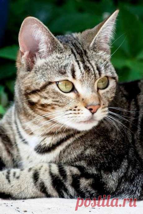 Fitzrovia (aka Fizzy)'s photo (Cat - Bengal) : A close-up Yummypets : Social network for Cat