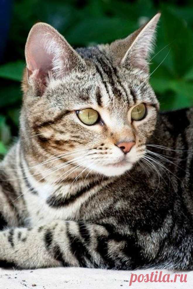 Fitzrovia (aka Fizzy)'s photo (Cat - Bengal) : A close-up Yummypets : Social network for Cat