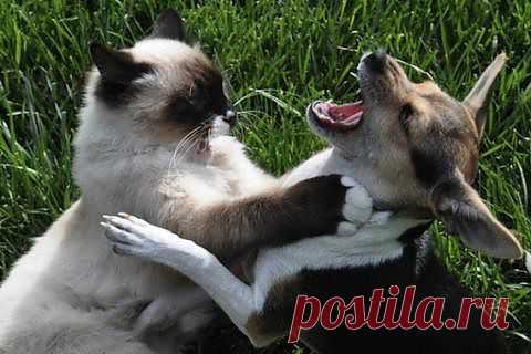 ЕЩЕ РАЗ ЛАЛЕЗИШ В МОЮ ПЛОШКУ,УДАВЛЮ