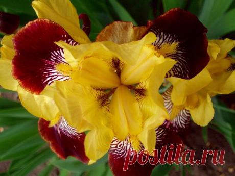 Прекрасные ирисы..