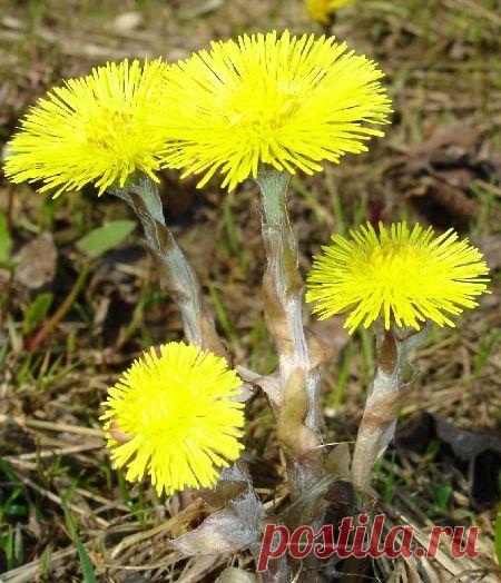 Целебные свойства мать - и - мачехи.