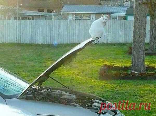 КТО ХОЗЯИН...КТО ХОЗЯИН? Я -ХОЗЯИН!