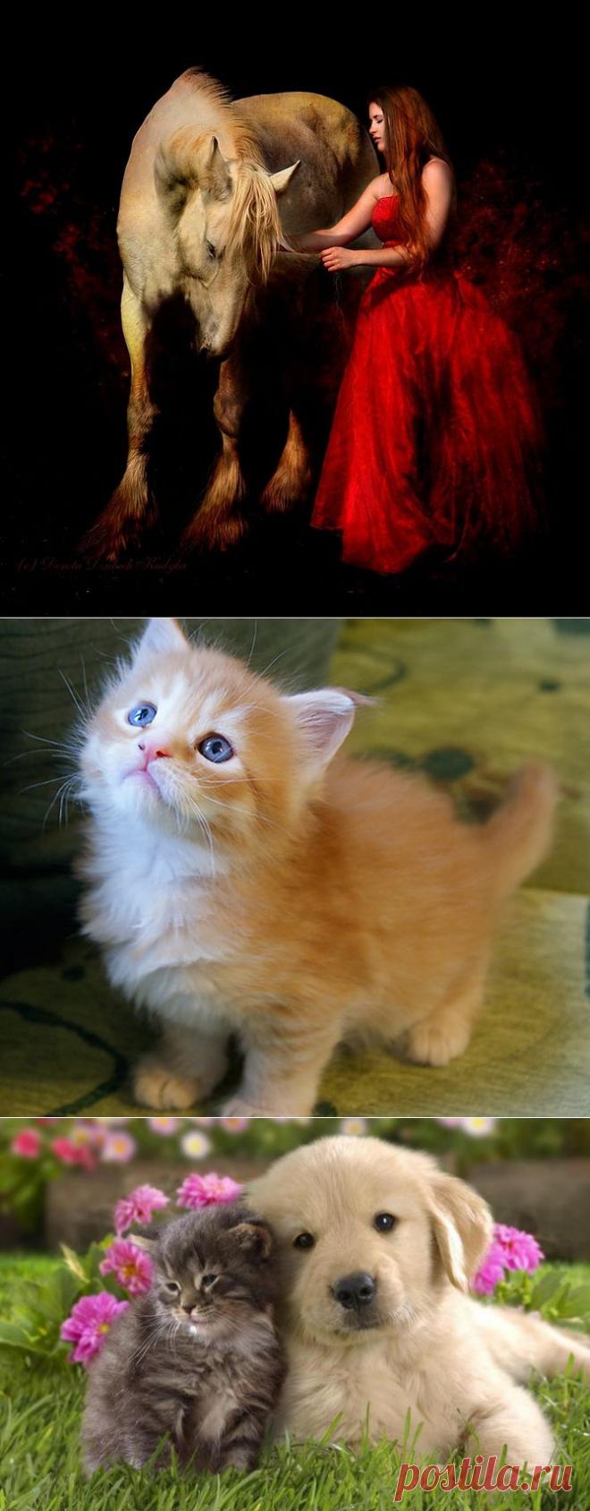 Фото животных. Божественно милы!.