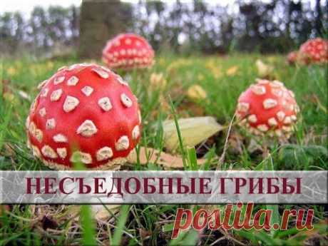 Несъедобные грибы фото и название. Ядовитые грибы