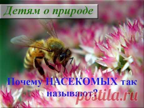 Интересное о насекомых. Почему насекомые так называются? - YouTube