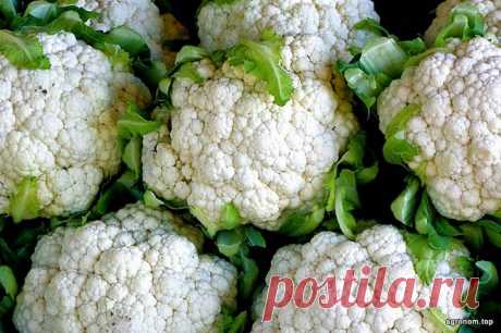 ТОП 10 овощей-компаньонов Овощи лучше растут со своими «компаньонами». Это важное знание, которое поможет увеличить урожай и минимизировать возможный вред. Например, растения выпускают различные соединения, такие как азот и ка...