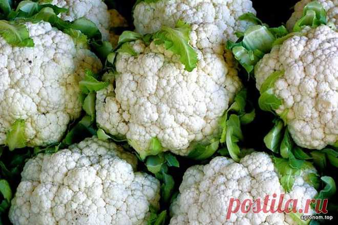 ТОП 10 овощей-компаньонов Овощи лучше растут со своими «компаньонами». Это важное знание, которое поможет увеличить урожай и минимизировать возможный вред. Например, растения выпускают различные соединения, такие как азот и ка...