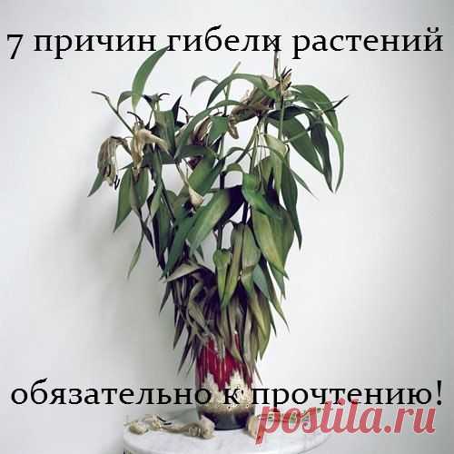 ТОП - 7 ПРИЧИН ГИБЕЛИ РАСТЕНИЙ