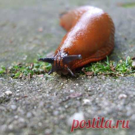 Как избавиться от слизней.