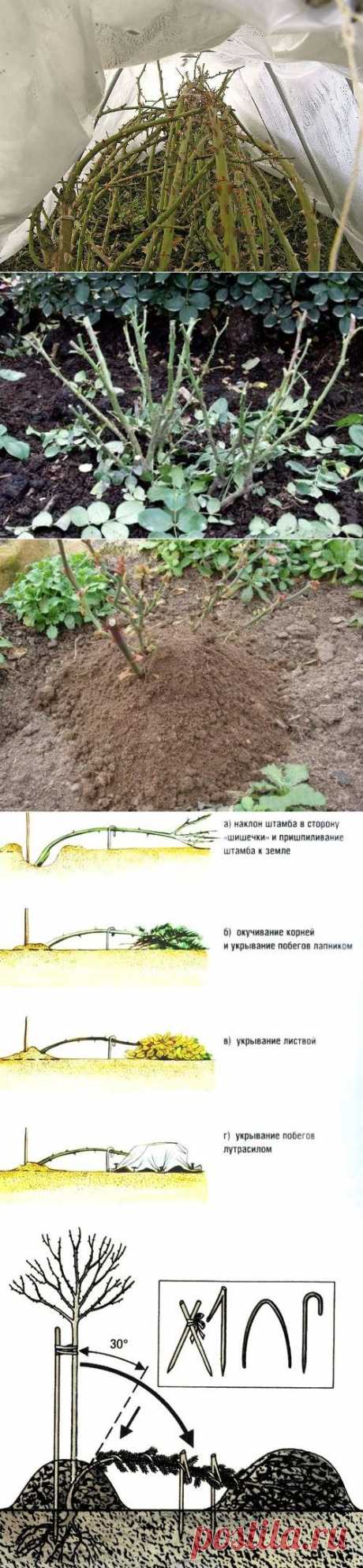 Укрытие роз на зиму. Готовим розы к зиме