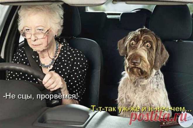 Смешные картинки с надписями для хорошего настроения