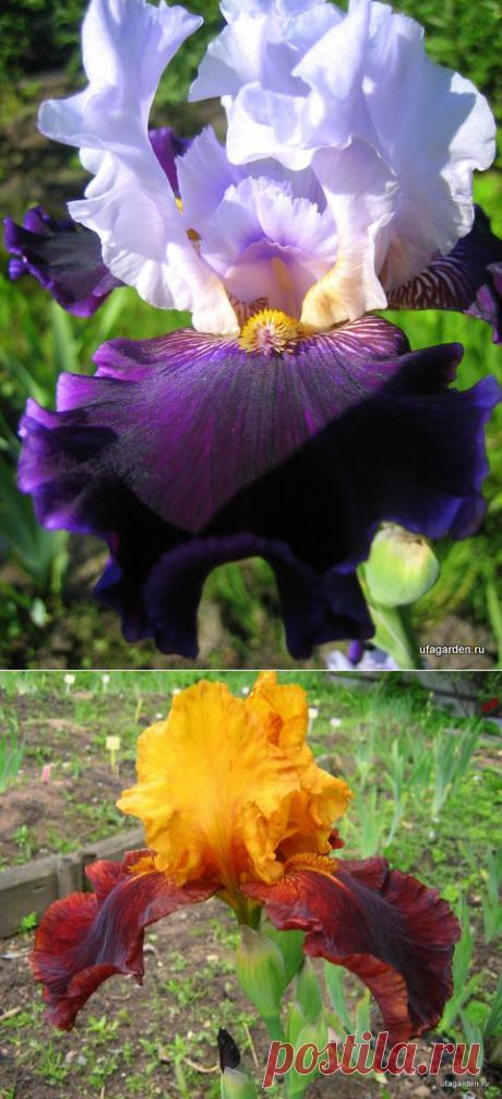 Бородатые ирисы | Дачная жизнь - сад, огород, дача