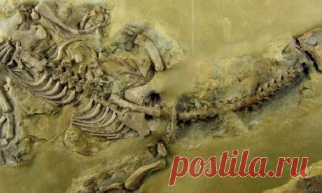 Cамый древний случай заболевания туберкулезом выявили польские ученые у морского ящера | Наука и технологии