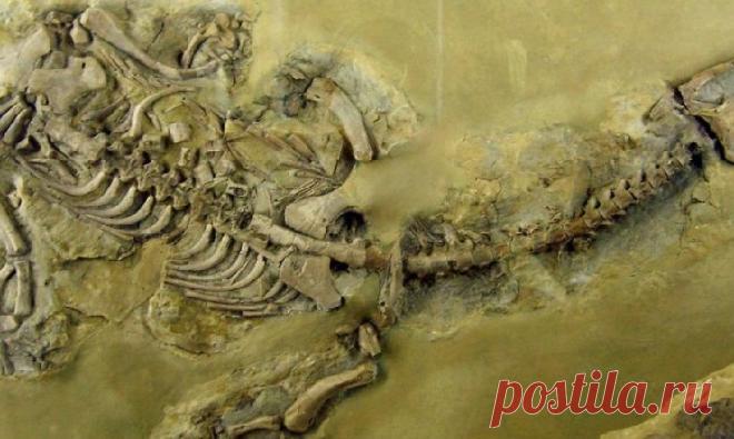 Cамый древний случай заболевания туберкулезом выявили польские ученые у морского ящера | Наука и технологии