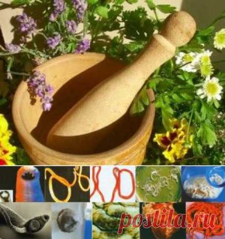 Травы для очищения организма от паразитов - рецепты, советы
