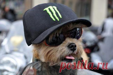 Bikers Life - Пёс-россиянин вступил в мотоклуб