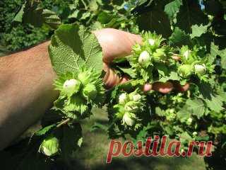 Как создать ореховый сад
Лещина и фундук – редкие гости на наших садовых участках. И это довольно странно, если учесть, сколько стоит один килограмм орехов. На участке в четыре сотки можно создать целый сад из фундуков, которые будут хорошо плодоносить.
О ПОЧВЕ
Фундук предпочитает легкие по механическому составу и богатые органикой почвы. Если земля на участке другая, то ее надо подкорректировать, добавив в посадочную яму песка и перегноя. Причем перегноя нужно сравнительно немного. А песка н