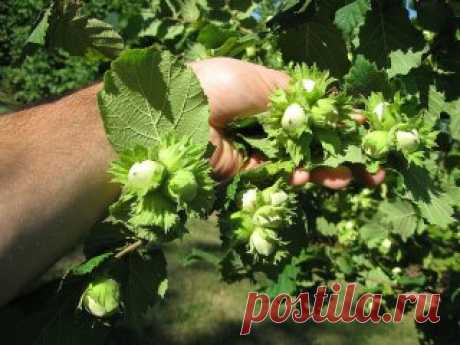 Как создать ореховый сад
Лещина и фундук – редкие гости на наших садовых участках. И это довольно странно, если учесть, сколько стоит один килограмм орехов. На участке в четыре сотки можно создать целый сад из фундуков, которые будут хорошо плодоносить.
О ПОЧВЕ
Фундук предпочитает легкие по механическому составу и богатые органикой почвы. Если земля на участке другая, то ее надо подкорректировать, добавив в посадочную яму песка и перегноя. Причем перегноя нужно сравнительно немного. А песка н